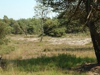 NL, Noord-Brabant, Goirle, Regte Heide 62, Saxifraga-Willem van Kruijsbergen